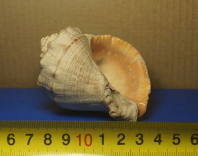 Лот: 11482285. Фото: 1. Ракушка (1). Грунты, украшения, наполнения