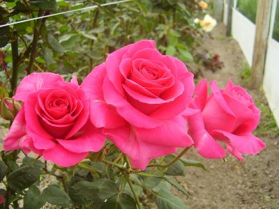 Лот: 9406595. Фото: 1. Роза (саженцы садовых роз) оптом... Садовые цветы