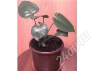 Лот: 589951. Фото: 1. Монстера деликатесная (Monstera... Горшечные растения и комнатные цветы