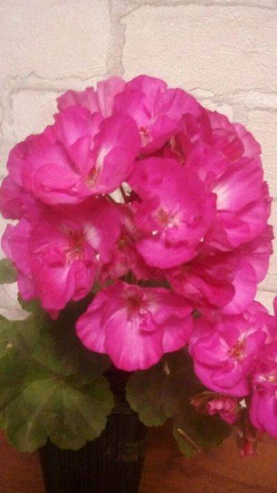 Лот: 11834311. Фото: 1. Пеларгония зональная Jubilee Rose. Горшечные растения и комнатные цветы
