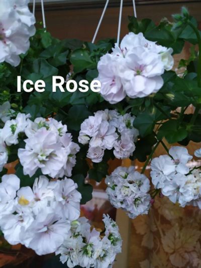 Лот: 19426928. Фото: 1. Пеларгония плющелистная Ice Rose. Горшечные растения и комнатные цветы