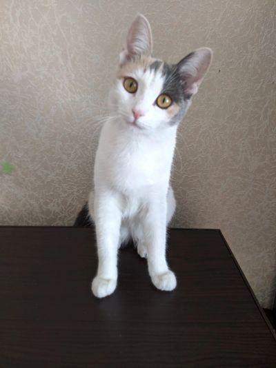 Лот: 17368922. Фото: 1. Блондинка в дар (кошка). Кошки, котята