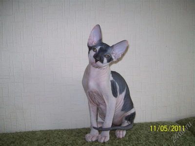 Лот: 886895. Фото: 1. котёнок породы донской сфинкс. Остальные животные