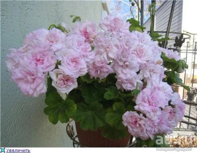 Лот: 5677067. Фото: 1. Пеларгония " Lady gertrude" (иви-гибрид... Горшечные растения и комнатные цветы