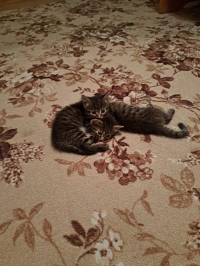 Лот: 21249165. Фото: 1. Одам котят в хорошие руки. Кошки, котята