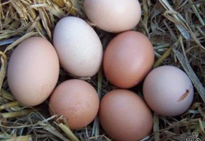 Лот: 7719156. Фото: 1. Яйцо куриное деревенское. Мясо, птица, яйцо