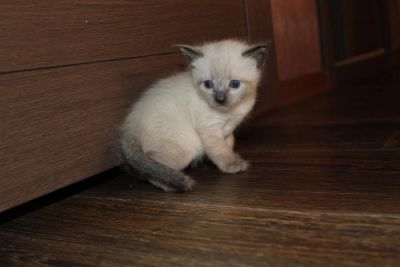 Лот: 3332949. Фото: 1. красивый котенок. Кошки, котята