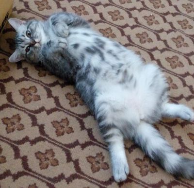 Лот: 7331926. Фото: 1. Британский котенок (бесплатно). Кошки, котята