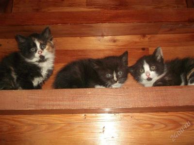 Лот: 2155577. Фото: 1. Милые котята, в хорошие руки... Кошки, котята