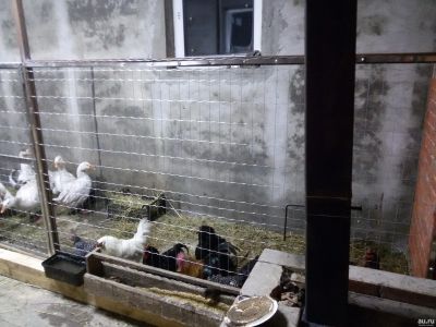 Лот: 13147041. Фото: 1. Инкубационное гусиное яйцо... Мясо, птица, яйцо