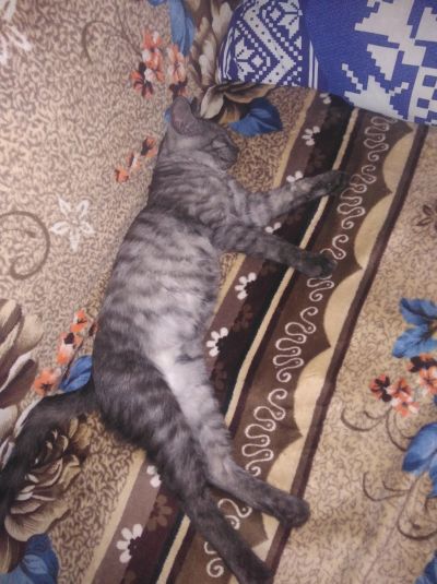 Лот: 16401354. Фото: 1. Отдам. Кошки, котята