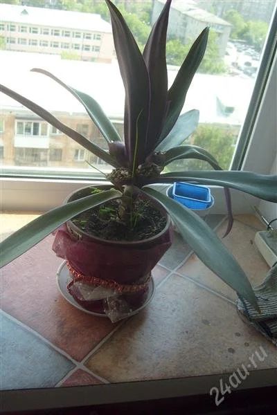Лот: 1867691. Фото: 1. растение 6-вроде РЕО. Горшечные растения и комнатные цветы