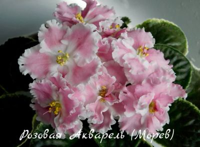 Лот: 8484012. Фото: 1. Фиалка сортовая Розовая Акварель... Горшечные растения и комнатные цветы