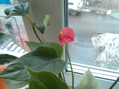 Лот: 3361004. Фото: 1. антуриум мини. Горшечные растения и комнатные цветы