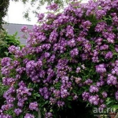 Лот: 13845877. Фото: 1. Роза .Перениал Блю. На август. Садовые цветы