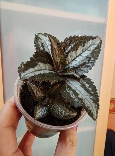 Лот: 17912162. Фото: 1. Пилея Спруса (Pilea spruceana). Горшечные растения и комнатные цветы