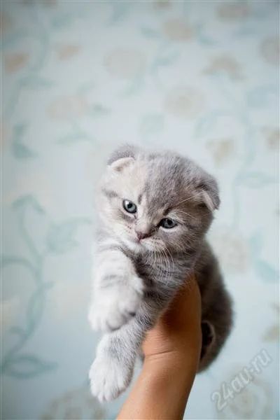 Лот: 2376731. Фото: 1. Котёнок породы Шотландская вислоухая. Кошки, котята