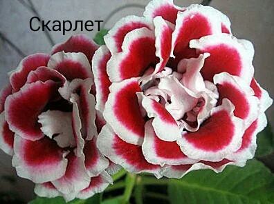 Лот: 10194053. Фото: 1. Глоксиния Скарлет Срежу лист. Горшечные растения и комнатные цветы