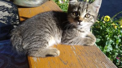 Лот: 18015893. Фото: 1. Британская кошечка. Кошки, котята