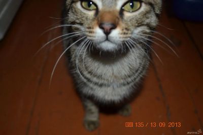 Лот: 3696564. Фото: 1. Тигра. Кошки, котята