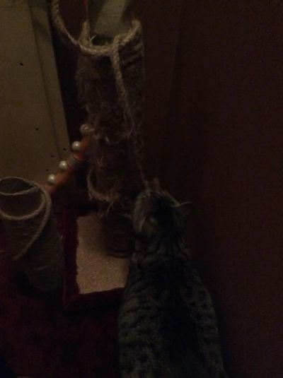 Лот: 6325812. Фото: 1. Когтеточка коту на запчасти:). Другое (животные и уход)