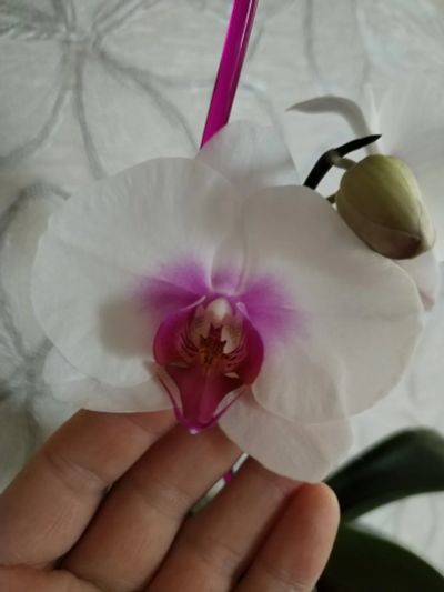 Лот: 22216743. Фото: 1. Орхидея фаленопсис. Горшечные растения и комнатные цветы