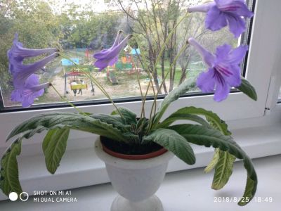 Лот: 11997579. Фото: 1. Стрептокарпус Давид т. Горшечные растения и комнатные цветы