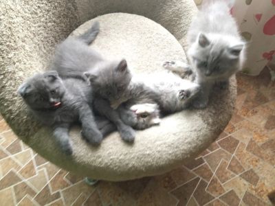 Лот: 7971430. Фото: 1. Шотландские прямоухие котята. Кошки, котята