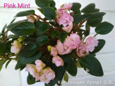 Лот: 10434183. Фото: 1. Сортовая мини-фиалка Pink Mint... Горшечные растения и комнатные цветы