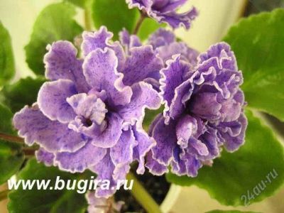 Лот: 1700893. Фото: 1. Укорененный лист Flora Queen. Горшечные растения и комнатные цветы