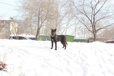 Лот: 7147809. Фото: 1. Собака. Собаки, щенки