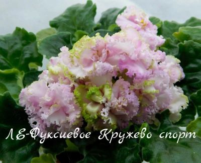 Лот: 6149342. Фото: 1. Продам лист сортовой фиалки Ле-Фуксиевое... Горшечные растения и комнатные цветы