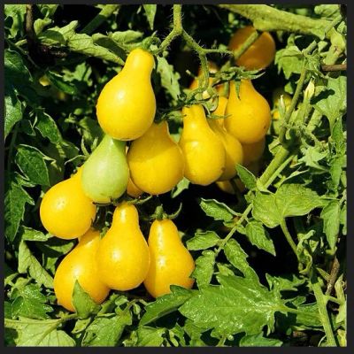 Лот: 18419447. Фото: 1. томат Золотая капля. Овощи