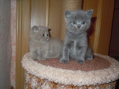 Лот: 7895555. Фото: 1. Шотландские дымчатые котята. Кошки, котята