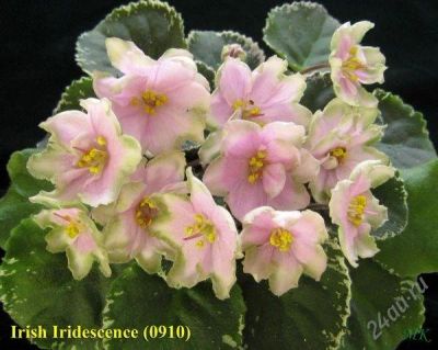 Лот: 1207088. Фото: 1. фиалка Irish Iridescence. Горшечные растения и комнатные цветы