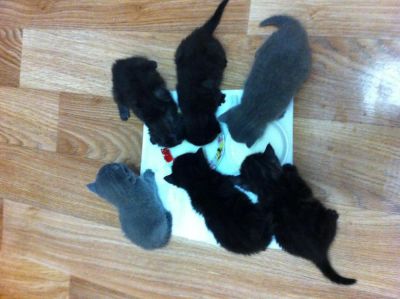 Лот: 4207067. Фото: 1. Шотландские котятки. Кошки, котята