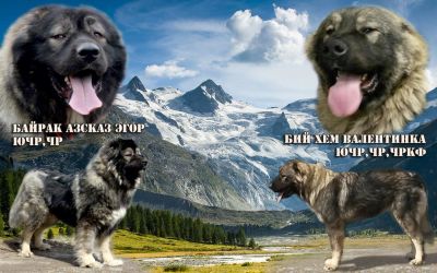 Лот: 7698492. Фото: 1. щенки Кавказской овчарки. Собаки, щенки