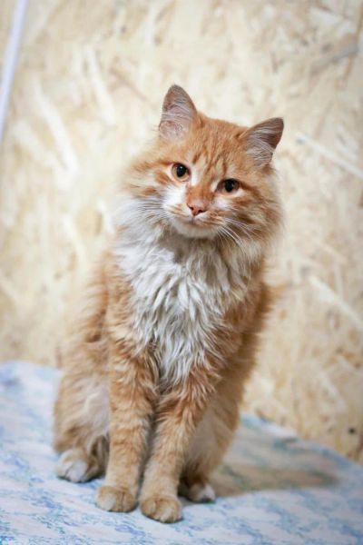Лот: 7780819. Фото: 1. Ласковый молодой котик бесплатно. Кошки, котята