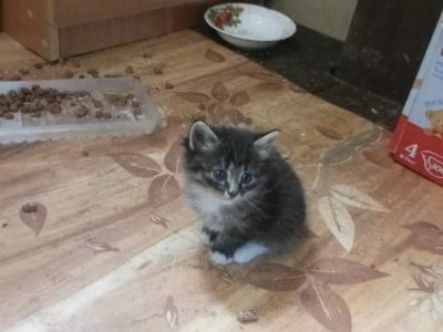 Лот: 25761927. Фото: 1. Котята. Кошки, котята