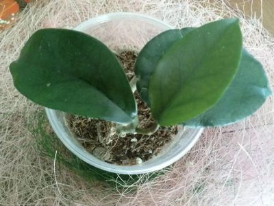 Лот: 3139689. Фото: 1. Хойя- Hoya cv.Wat Doi Tung. Горшечные растения и комнатные цветы
