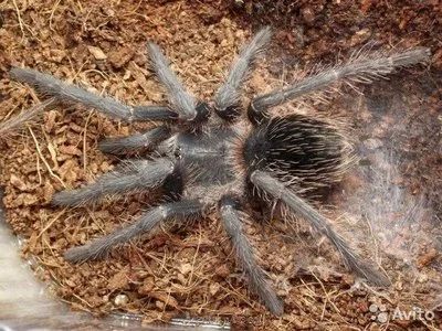 Лот: 5195648. Фото: 1. Lasiodora parahybana Л8. Остальные животные