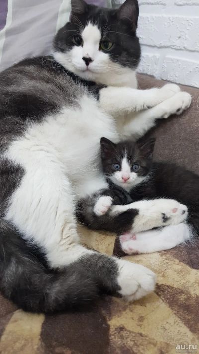 Лот: 16266356. Фото: 1. Отдам котят в добрые руки. Кошки, котята
