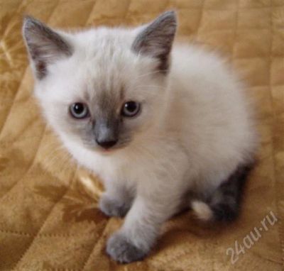 Лот: 530715. Фото: 1. Беленькая кошечка. Остальные животные