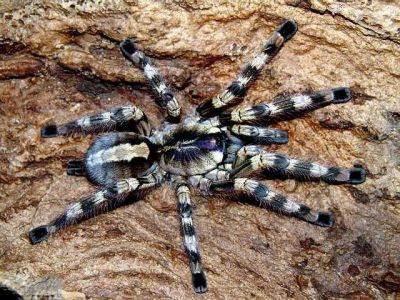 Лот: 9620755. Фото: 1. Паук птицеед Poecilotheria formosa... Остальные животные