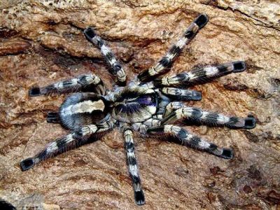 Лот: 8288289. Фото: 1. Паук птицеед Poecilotheria formosa... Остальные животные