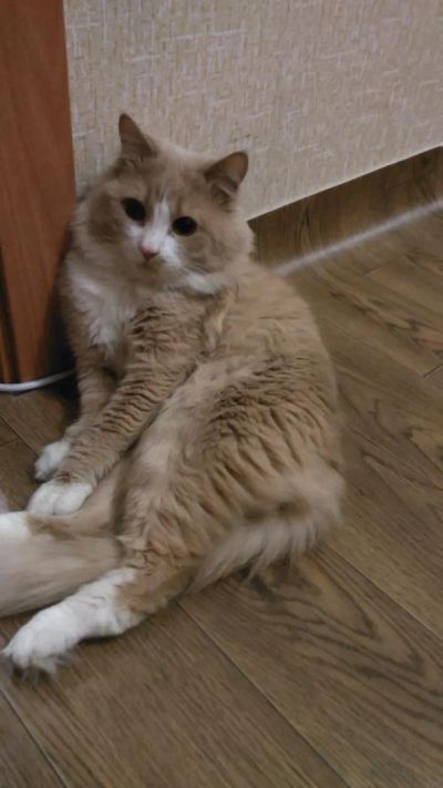 Лот: 7458416. Фото: 1. Стрижка кота!. Другие (услуги)