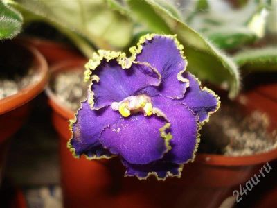 Лот: 434868. Фото: 1. листики фиалки Пират. Горшечные растения и комнатные цветы