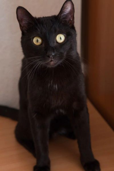 Лот: 4015664. Фото: 1. отдадим кота, приучен к лотку... Кошки, котята