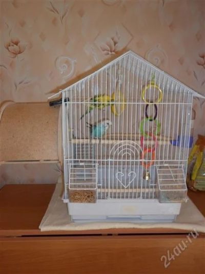 Лот: 1644004. Фото: 1. Попугайчики, клетка, гнездо!!. Птицы