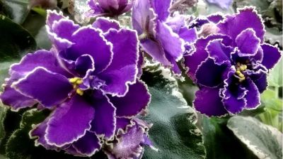 Лот: 3657225. Фото: 1. Сортовая фиалка "ЕК-Нарядная куколка... Горшечные растения и комнатные цветы